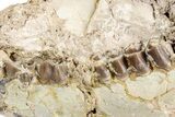 Bargain, Fossil Oreodont (Merycoidodon) Skull - South Dakota #243587-2